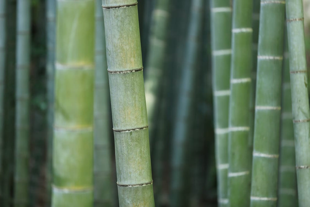 Bamboo Revolution - Bamboo Renewability