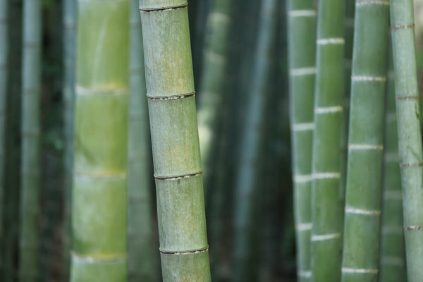 Bamboo Construction Materials  Northwest Bamboo, Inc. : Northwest