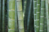 Bamboo Renewability